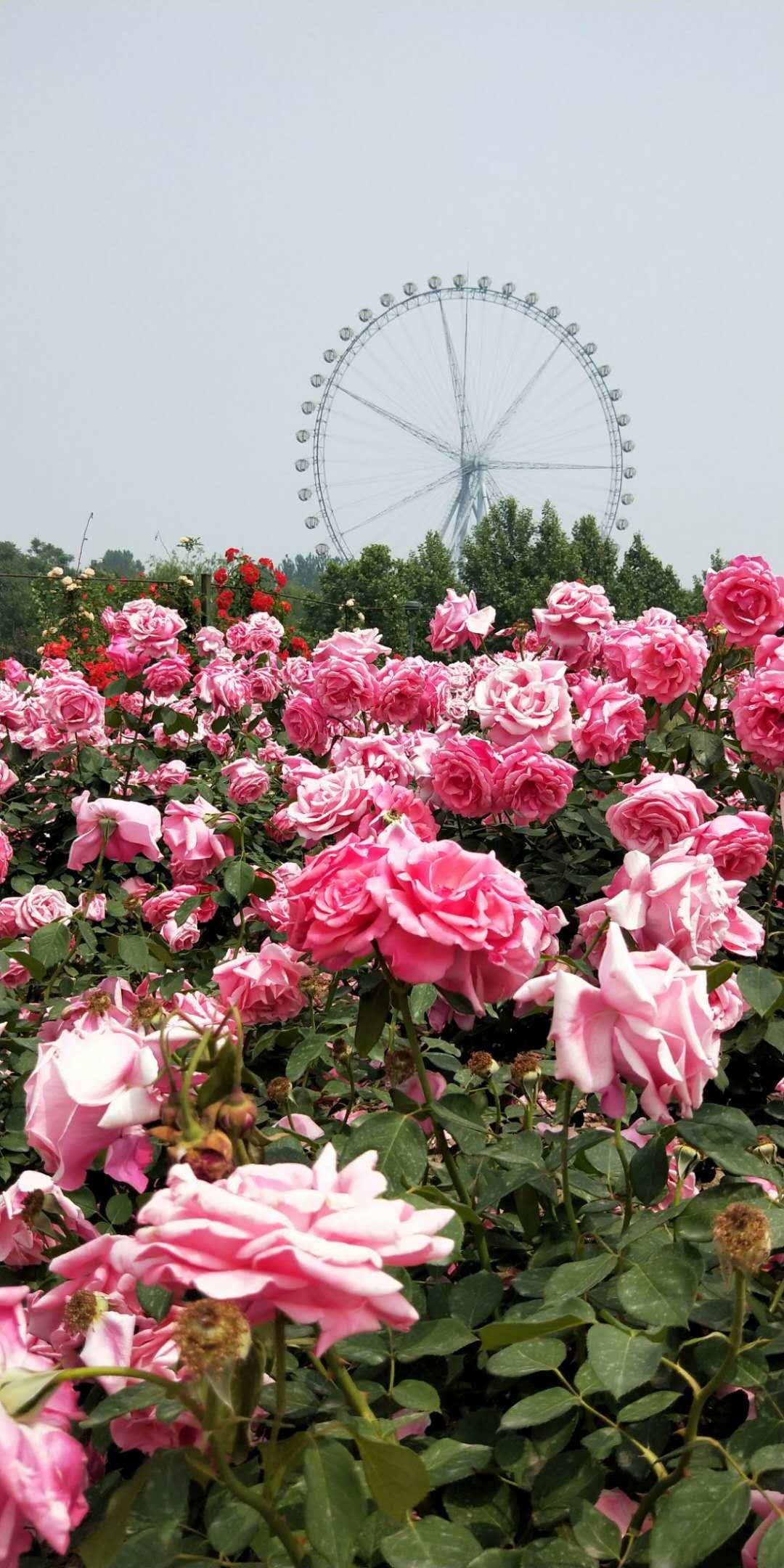 石家庄自然美景探索之旅，寻觅内心的平和与宁静